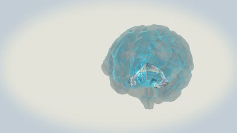 BRAIN-Fornix-on-a-white-background