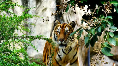 Die-Bengal-Tiger,-die-Ruhe-im-Wald