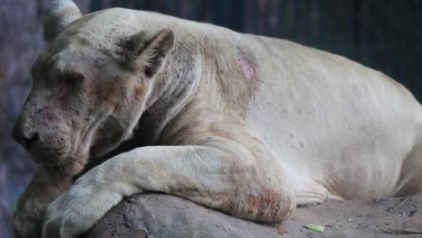 Lion-sick-on-the-rocks.