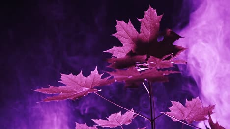 Purple-Lights-in-the-Forest