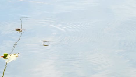 Strider-del-agua-en-el-estanque-de-agua