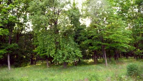 Point-of-view-from-the-window-of-moving-car-on-green-forest-at-sunny-day.-Sunlight-breaking-through-trees-at-summer-day.-Beautiful-nature-at-background.-Slow-motion-Side-view-Close-up