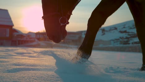 CLOSE-UP-de-cámara-lenta-caballo-caminando-a-través-de-recién-caído-nieve-en-campo-en-invierno