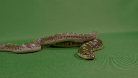 Aterradora-serpiente-chasquear-su-lengua-listo-para-atacar