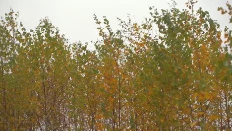 Autumn-forest-at-overcast-day,-trees-sway-in-a-wind.