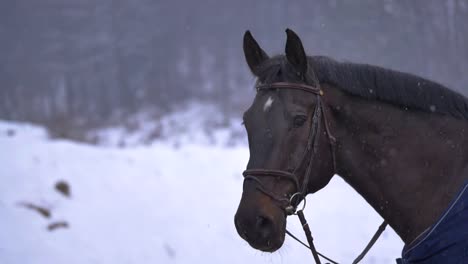 CLOSE-UP:-Caballo-pelo-marrón-hermosa-con-bridas-mirando-a-su-alrededor-naturaleza-Nevada.