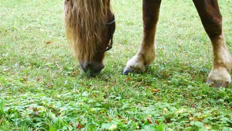 Horse-grazing-on-the-meadow.-Hand-held-shot.-Detail.