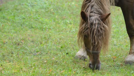 Pferd-auf-der-Wiese-grasen.-Keine-Bewegung-der-Kamera.-Detail.