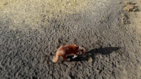 Hermosa-divertida-joven-castaño-caballo-rodando-en-el-polvo-en-la-granja-en-día-soleado.