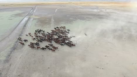 Top-view-aerial-photo-from-drone-of-a-plain-with-beautiful-horses-in-sunny-summer-day-in-Turkey.