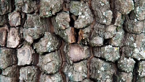 Bark-of-tree.