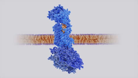 Migraine-pain:-The-calcitonin-gene-related-peptide(CGRP,-yellow--bound-to-its-receptor,-looping-animation