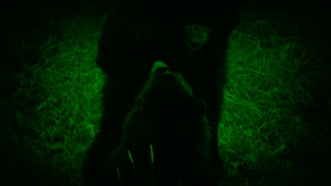 Nightvision-Shot-Of-Bears-Wrestling