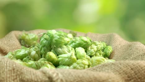 Hops-falling-into-the-linen-bag-in-slow-motion-180fps