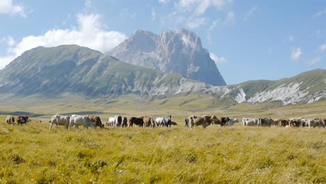 Animales-de-Rancho-en-campo-verde-con-montañas