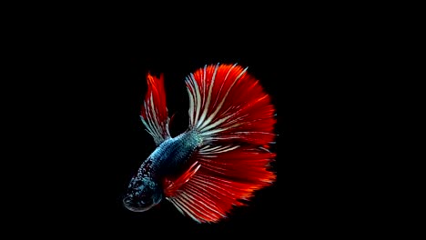 Super-slow-motion-of-vibrant-Siamese-fighting-fish-(Betta-splendens),-well-known-name-is-Plakat-Thai