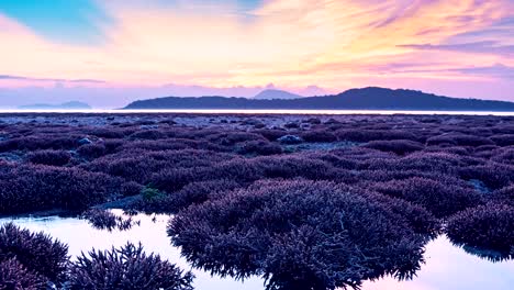 Hermoso-arrecife-de-coral-durante-la-marea-baja-de-agua-en-el-mar-en-Phuket-isla-hermoso-amanecer-luz-4K-tiempo-lapso-la-noche-al-día-tiro