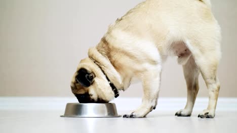 Perro-Pug-comiendo-del-tazón-de-fuente-en-cámara-lenta,-interior