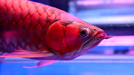 4K-Fish-arowana-float-and-swim-showing-it-beautiful-and-shining-scale-on-fish-tank