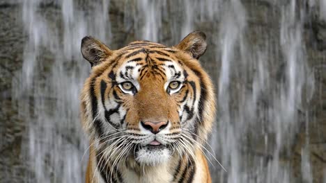 Bengal-Tiger-am-Wasserfall-Hintergrund.