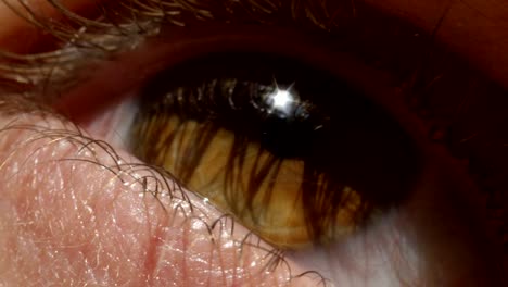 Makro-EXTREME-CLOSE-UP:-Detail-des-Weibchens-braune-Augen-funkeln-in-der-Sonne