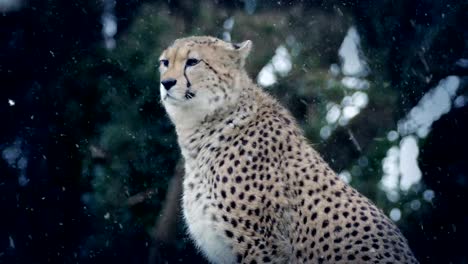 Cheetah-In-Snowfall