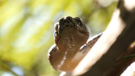 Schlange-Reptil-im-Regenwald-Diamond-Python