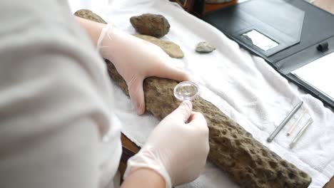 A-paleontologist-looks-at-a-stigmaria-Lepidodendron-fossil-root-under-magnifying-glass---ALT