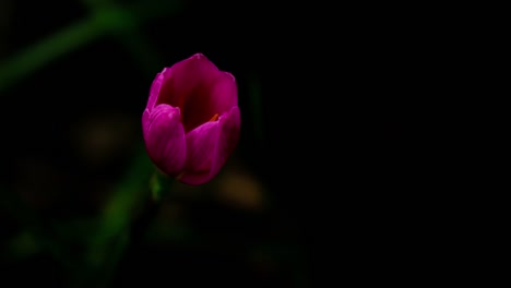 Lapso-de-tiempo-de-Zephyranthes-Lily-flor