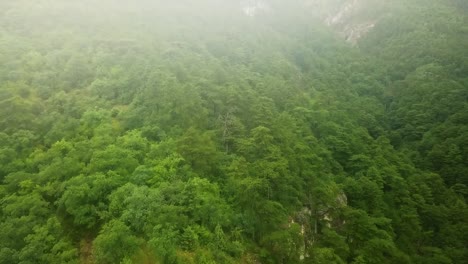 drone-flight-above-the-mountain-pine-wood-trees-on-a-stormy-rainy-day