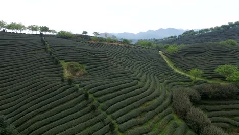 Fotografía-aérea-del-jardín-de-té-de-Fujian