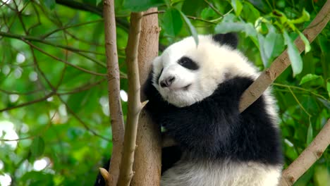 Giant-Panda-Bärenjunges-auf-einem-Baum