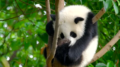 Giant-panda-bear-cub-on-a-tree