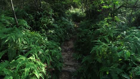 Walking-pathway-through-a-fern-covered-rain-forest-on-a-sunny-day