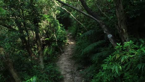 Zu-Fuß-auf-einem-Wanderweg-im-Wald,-bedeckt-POV-Walking-Weg-durch-ein-Farn-und-Rasen-Regenwald-an-einem-sonnigen-Tag