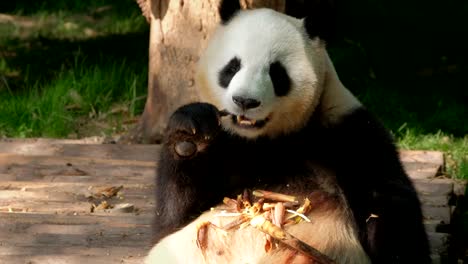 Giant-panda-bear-eating-bamboo
