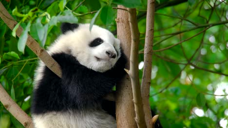 Giant-panda-bear-cub-on-a-tree