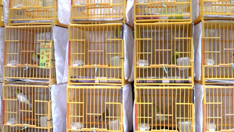 quadratische-Vogelkäfige-in-Mongkok-Vogelmarkt-in-Hong-kong