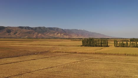Large-rice-fields-in-Xinjiang