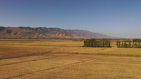 Große-Reisfelder-in-Xinjiang