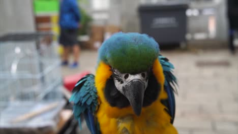 slow-motion-blue-and-yellow-macaw-bird-puffing-feathers-and-flapping-wings