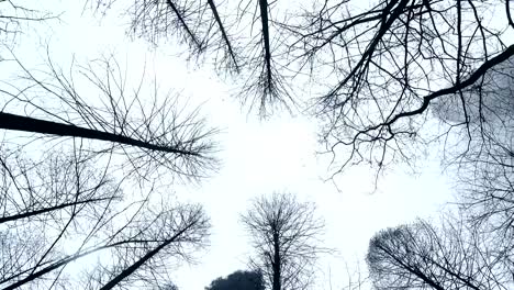 Verdorrte-Äste-sind-umgeben-von-Wolken-in-Zhangjiajie