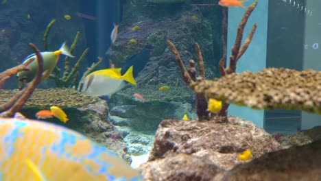 4K-Aquarium-Hintergrundvideo.