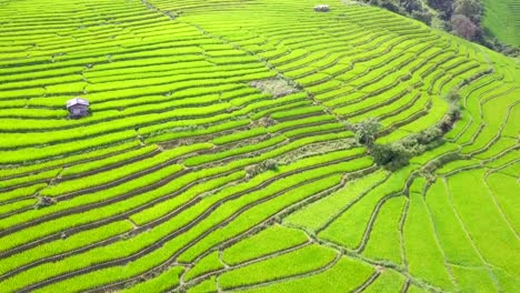 Aerial-view-amazing-landscape-rice-terraces-in-a-beautiful-day