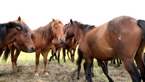 horses-looking-at-camera-on-the-grassland