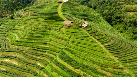 Aerial-view-of-tea-plantation-terrace-on-mountain.