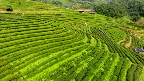 Aerial-view-of-tea-plantation-terrace-on-mountain.