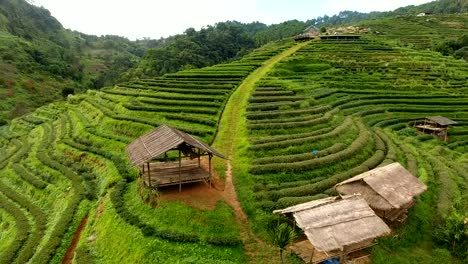 Aerial-view-of-tea-plantation-terrace-on-mountain.