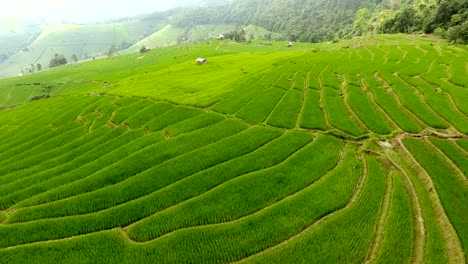 Rice-field-terrace-on-mountain-agriculture-land.