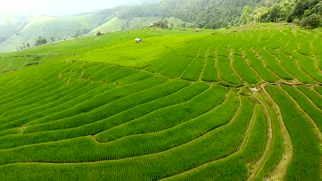 Terraza-de-campo-de-arroz-en-tierras-de-agricultura-de-montaña.